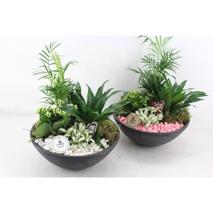 arr2 PL - Ebbischaal L - roze/wit
