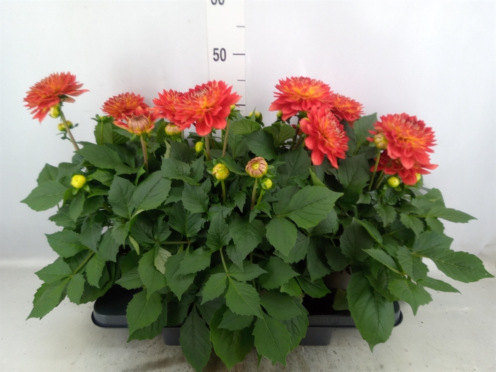 <h4>Dahlia DE 'XXL Aztec'   ...patio</h4>