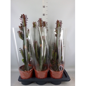 Euphorbia trigona 'Rubra'