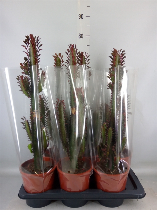 <h4>Euphorbia trigona 'Rubra'</h4>