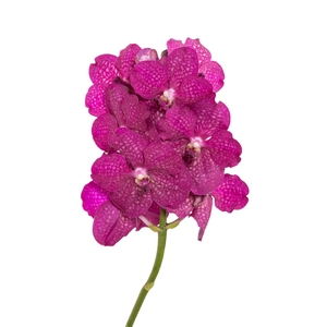 Vanda Sumathi Magic Fuchsia