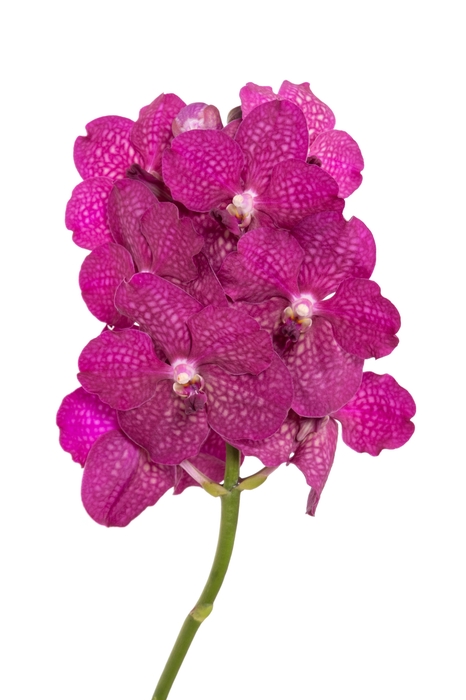 <h4>Vanda Sumathi Magic Fuchsia X16</h4>