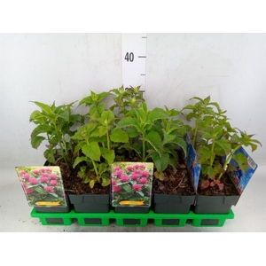 Monarda didyma