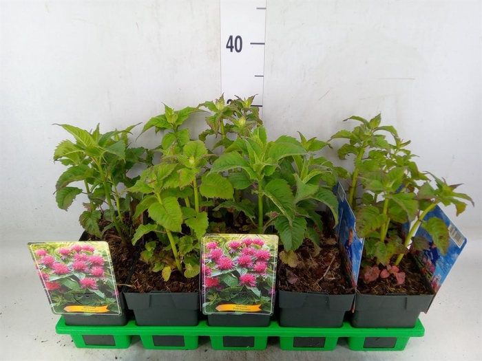 <h4>Monarda didyma</h4>