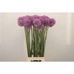 Allium Gladiator