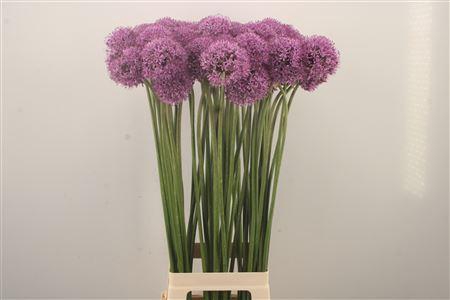 <h4>Allium Gladiator</h4>