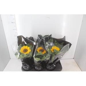 GIRASSOL MINI SUN BRIGHT P15