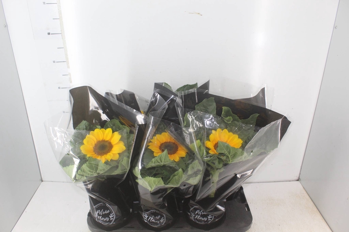 <h4>GIRASSOL MINI SUN BRIGHT P15</h4>