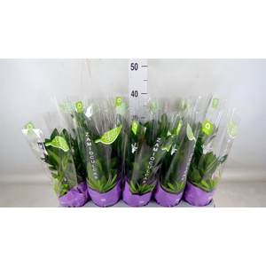 Zamioculcas zamiifolia