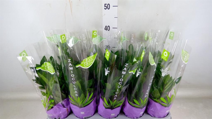 <h4>Zamioculcas zamiifolia</h4>