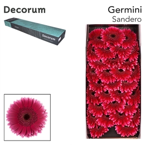 Germini Sandero Half doos