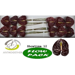 Anth A Showtime 13 cm X12 Flow Pack Oosterzon