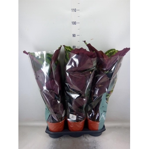 Calathea  'Medallion'