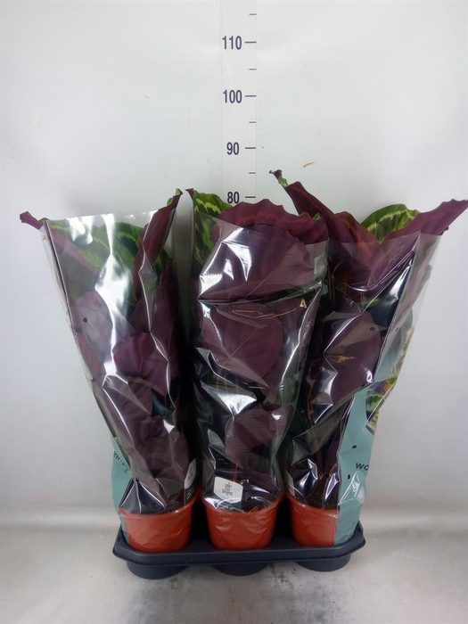 <h4>Calathea  'Medallion'</h4>