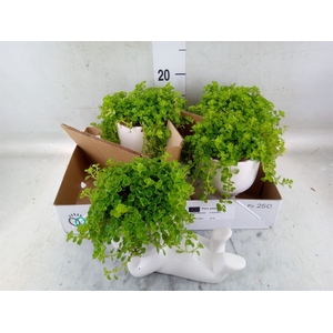 Arr.   Kamerplant Groen L%