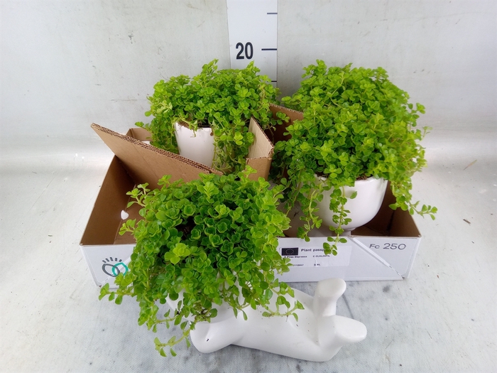 <h4>Arr.   Kamerplant Groen L%</h4>