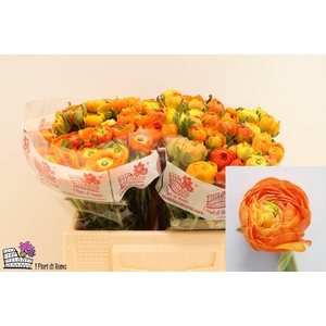 RAN DOLCEVITA ORANGE