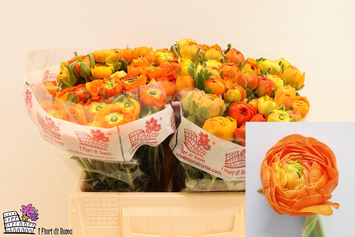 <h4>RAN DOLCEVITA ORANGE</h4>