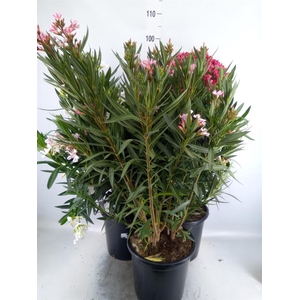 Nerium oleander   ...