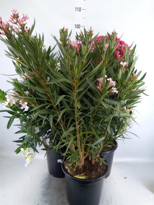 <h4>Nerium oleander   ...</h4>