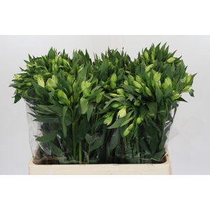 Alstroemeria Selection White