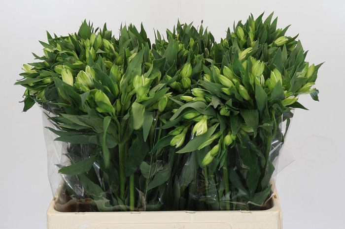 <h4>Alstroemeria Selection White</h4>