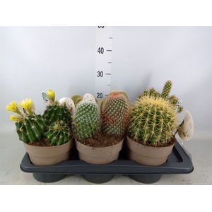 Cactus   ...mix