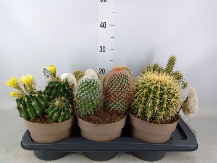 <h4>Cactus   ...mix</h4>