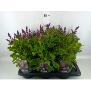 Salvia sylvestris 'Rose Marvel'