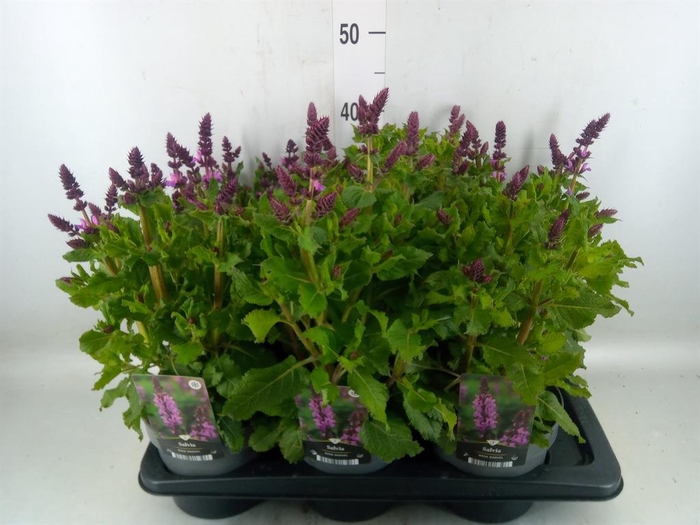 <h4>Salvia sylvestris 'Rose Marvel'</h4>
