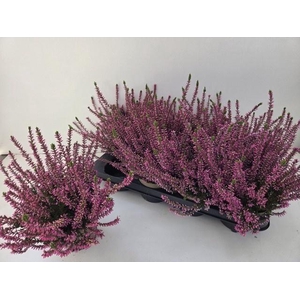 CALLU GARDEN GIRL ROSITA