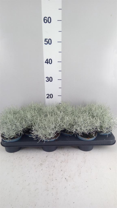 <h4>Leucophyta brownii</h4>