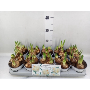 Narcissus DU 'Bridal Crown'