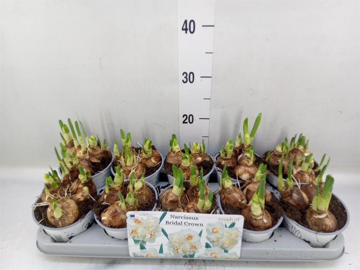 <h4>Narcissus DU 'Bridal Crown'</h4>