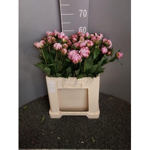 Paeo L Sara Bernhard Rosa