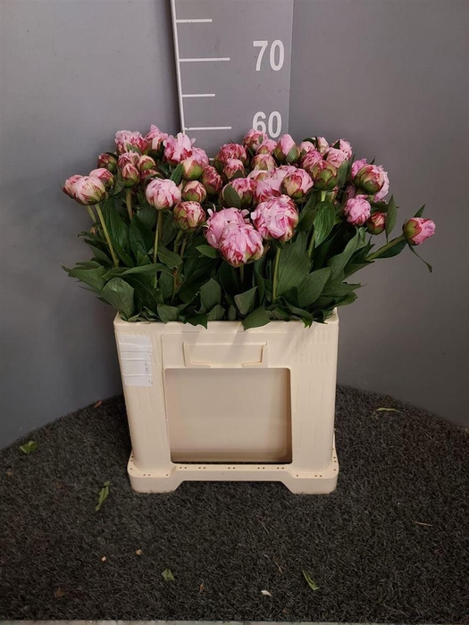 <h4>Paeo L Sara Bernhard Rosa</h4>