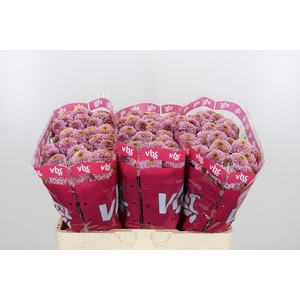 Chr San Aaa Doria Pi