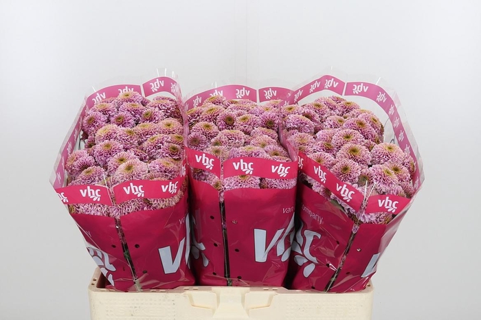 <h4>Chr San Aaa Doria Pi</h4>