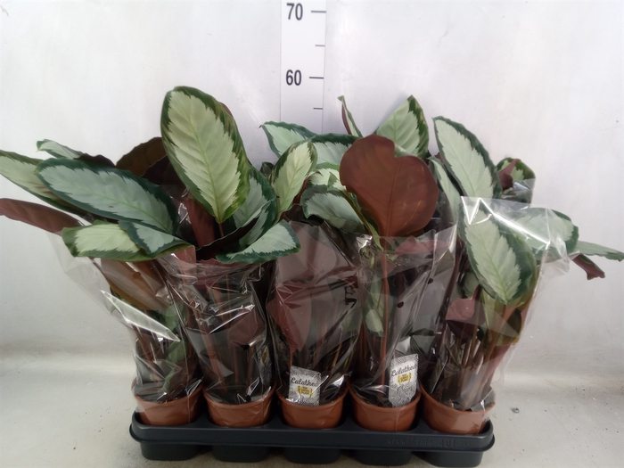 <h4>Calathea picturata 'Argentea'</h4>