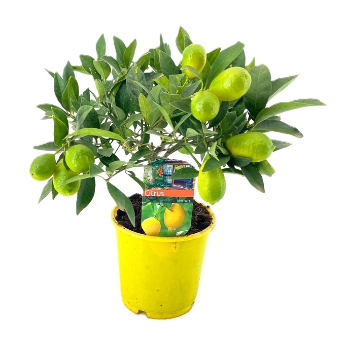 <h4>Citrus limequat</h4>