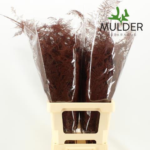 <h4>ASP OV KLB H%</h4>