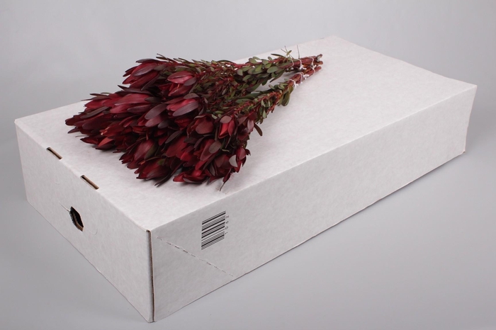 <h4>Leucadendron Saf Sunset Dark R.Spray</h4>