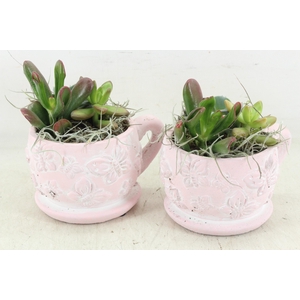 arr2 JS - Vlinder kop schotel pink x6 Eche.