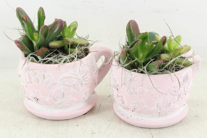 <h4>arr2 JS - Vlinder kop schotel pink x6 Eche.</h4>