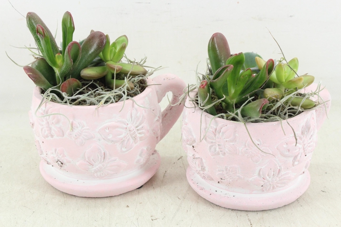 <h4>arr2 JS - Vlinder kop schotel pink x6 Eche.</h4>