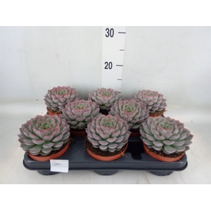 Echeveria   ...