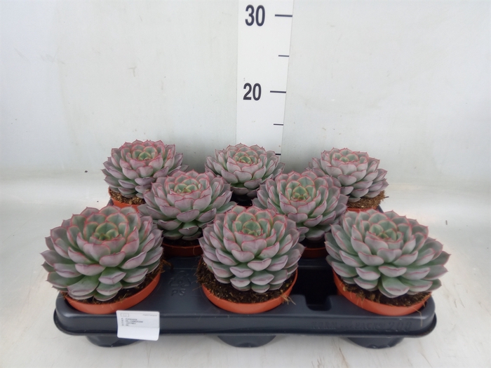 <h4>Echeveria   ...</h4>