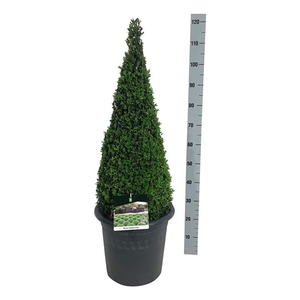 Buxus sempervirens