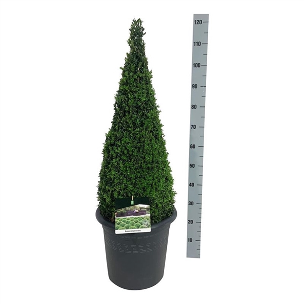 <h4>Buxus sempervirens</h4>