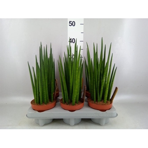 Sansevieria bacularis